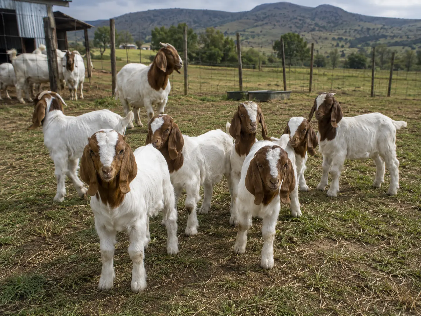 Young Boer goat kids nursing and active on a well-managed South African farm