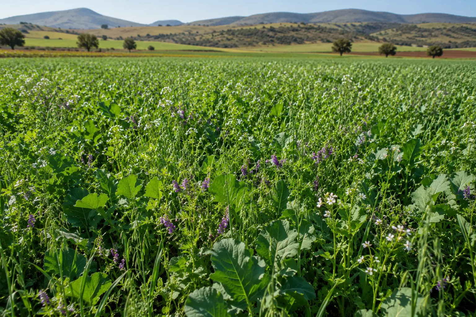 Cover crops South Africa - mixed legume and grass cover crop growing in field between main crop seasons