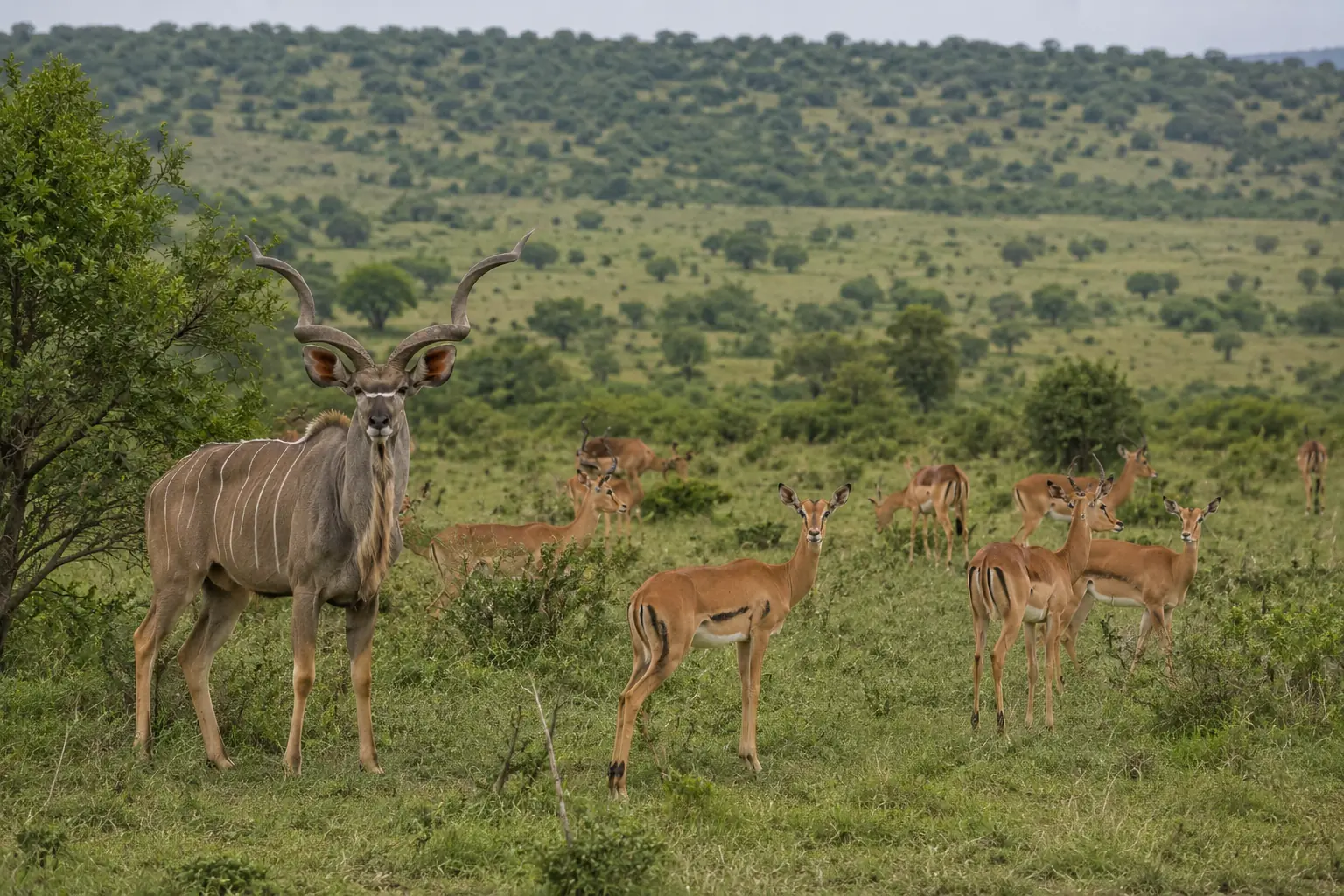 Game farming South Africa, kudu and impala on a Limpopo game ranch