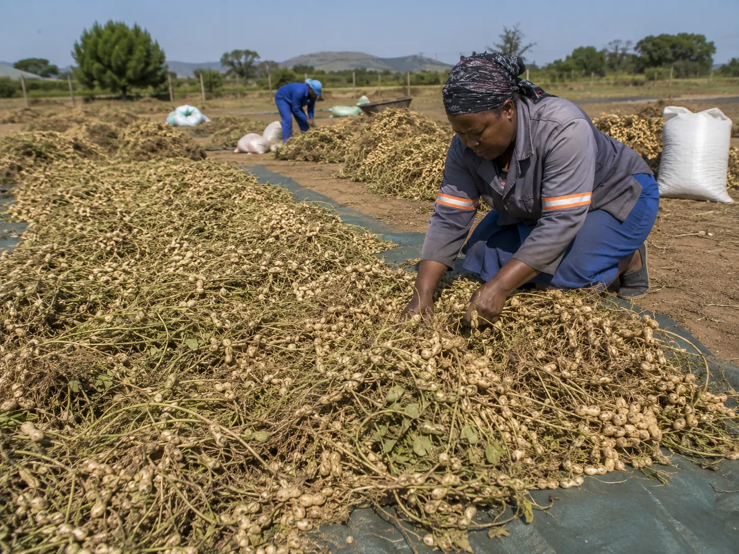 Groundnut harvest drying South Africa smallholder farm