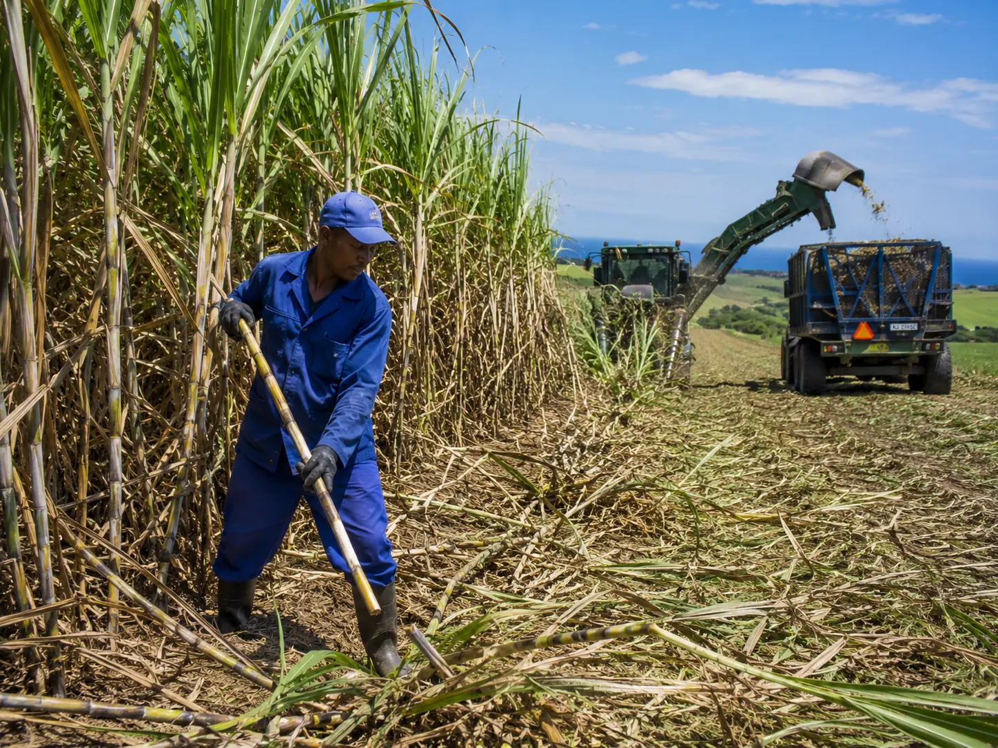 Sugarcane farming along the KwaZulu-Natal coast of South Africa