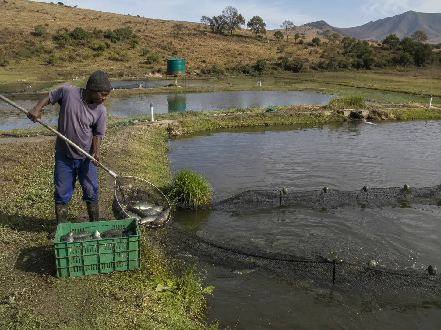 Tilapia harvesting at a South African smallholder fish farm, workers seining a concrete production pond