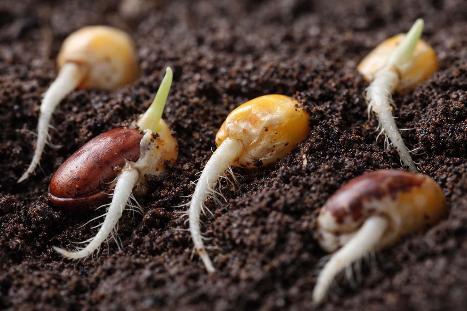 Seed germination in seedling trays South Africa