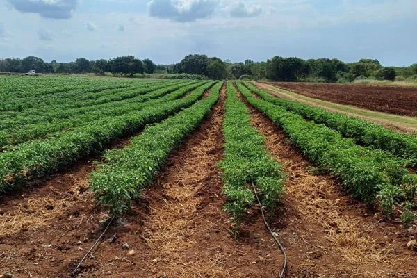 how to sell vergitables in south africa