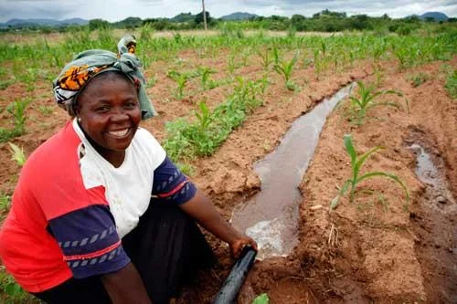 how to sell vergitables in south africa