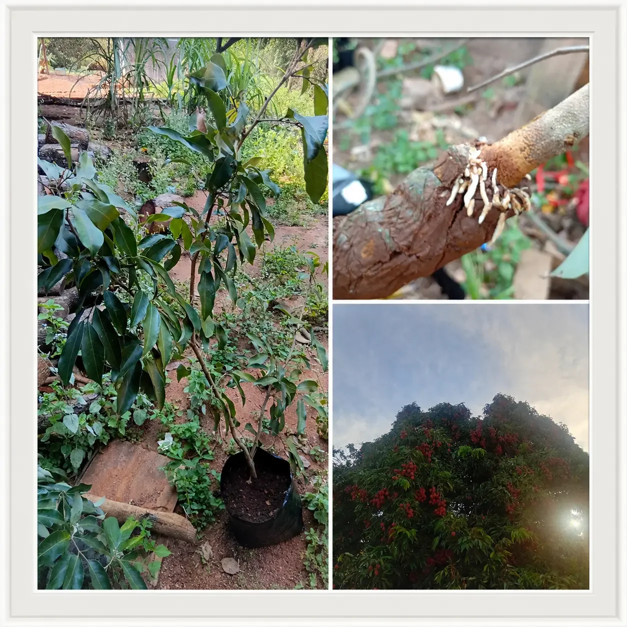 Grafting Lychee Trees in South Africa
