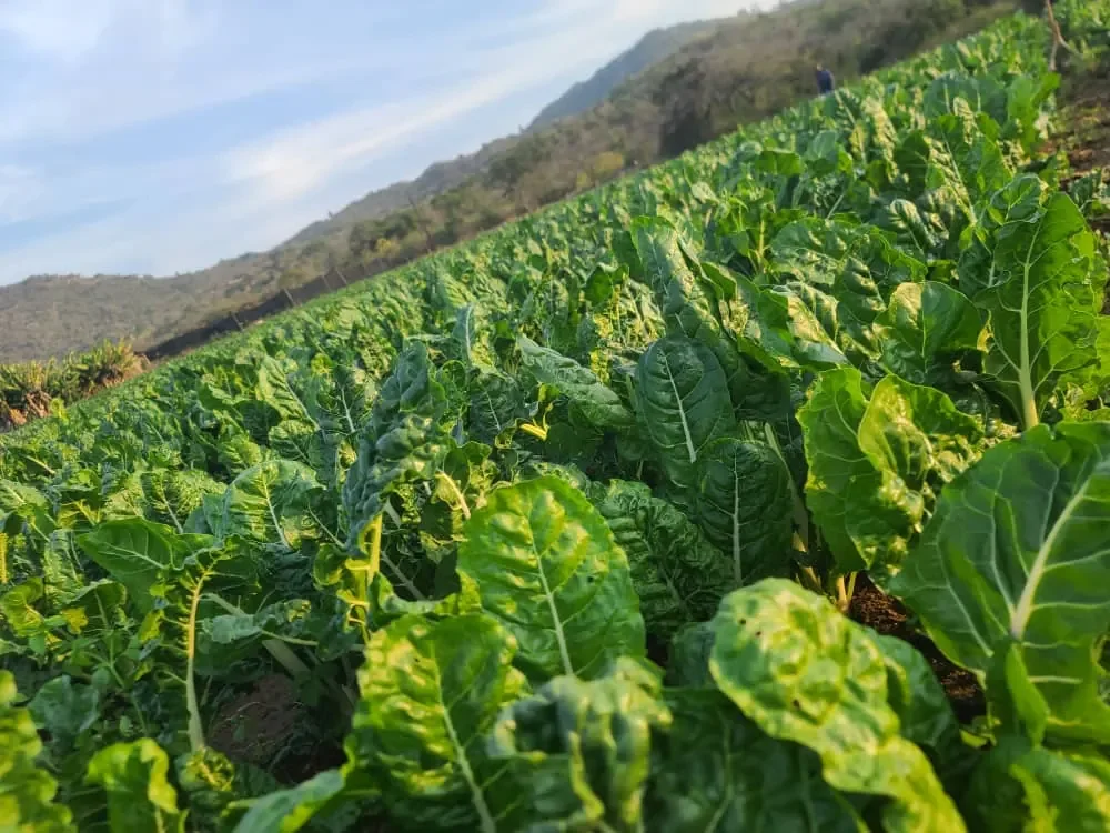 mzansi farming