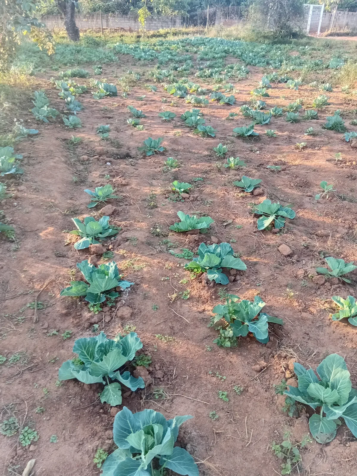 mzansi farming