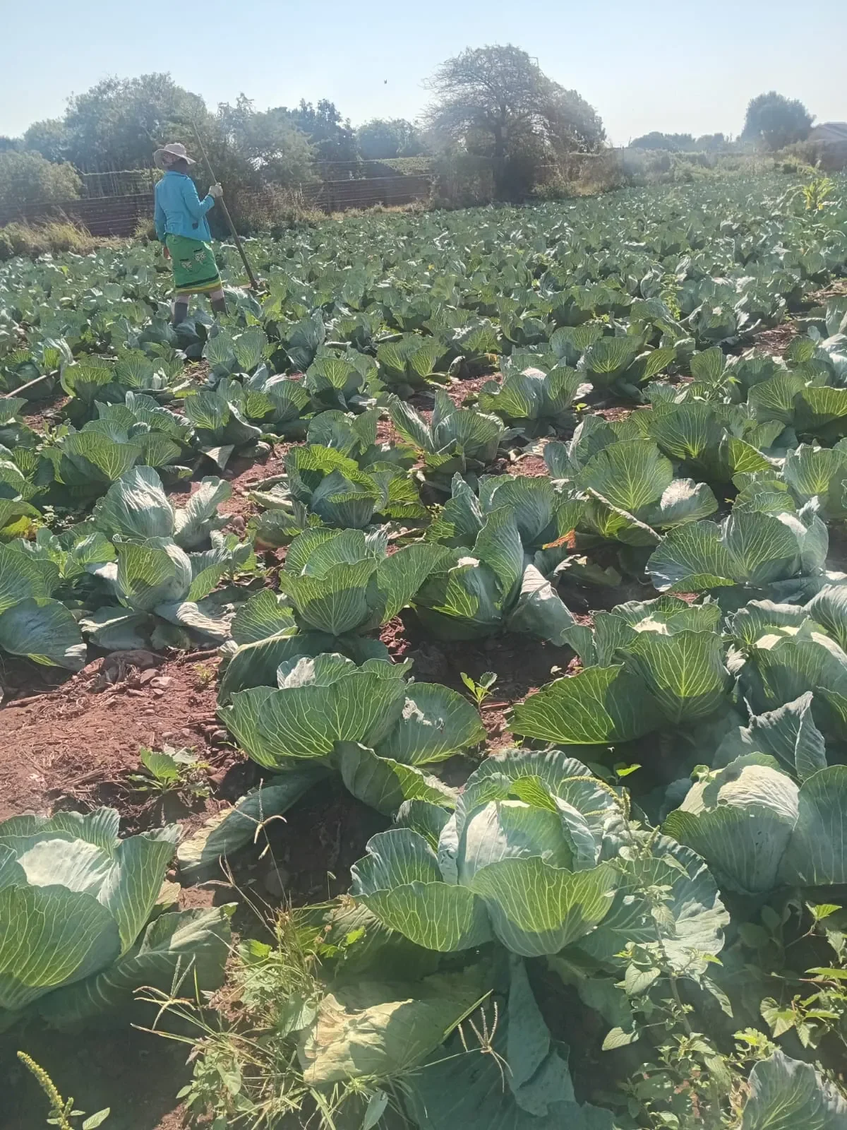 mzansi farming