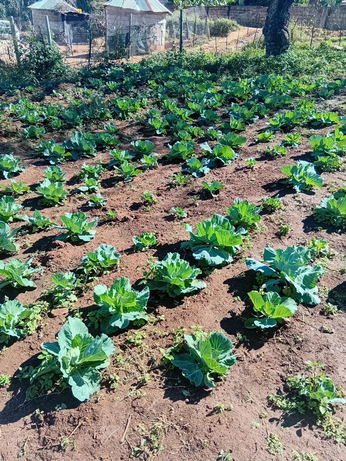 mzansi farming
