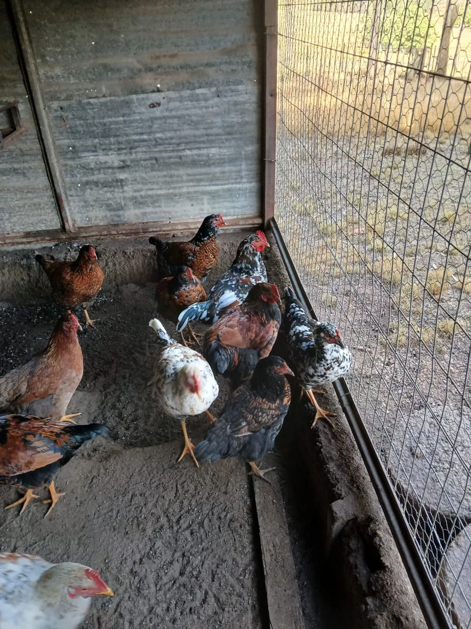 South Africa's Youth Are Investing in Farming