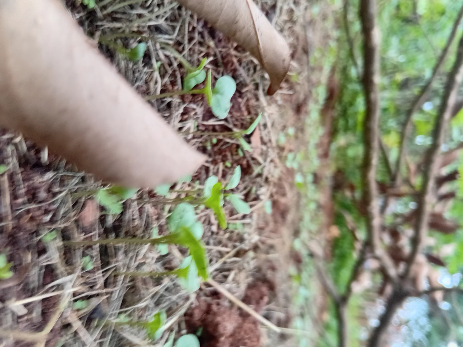 South Africa's Youth Are Investing in Farming