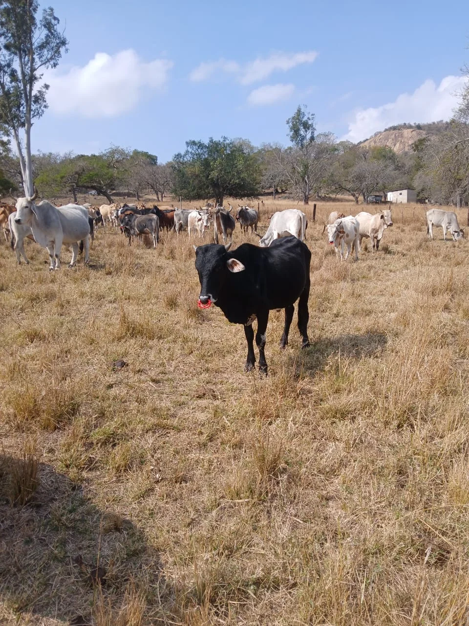South Africa's Youth Are Investing in Farming