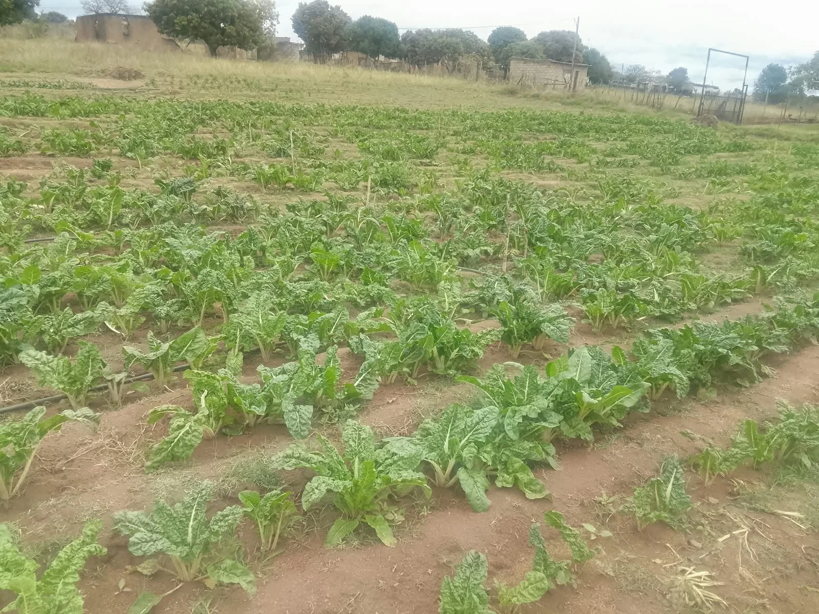 South Africa's Youth Are Investing in Farming