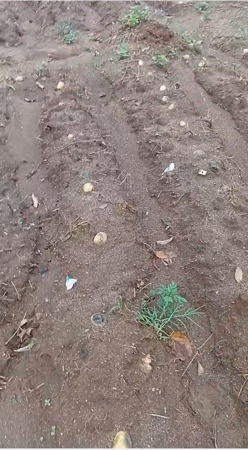 growing potatoes with limited seeds