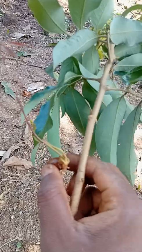 how grafted and seedling trees differ