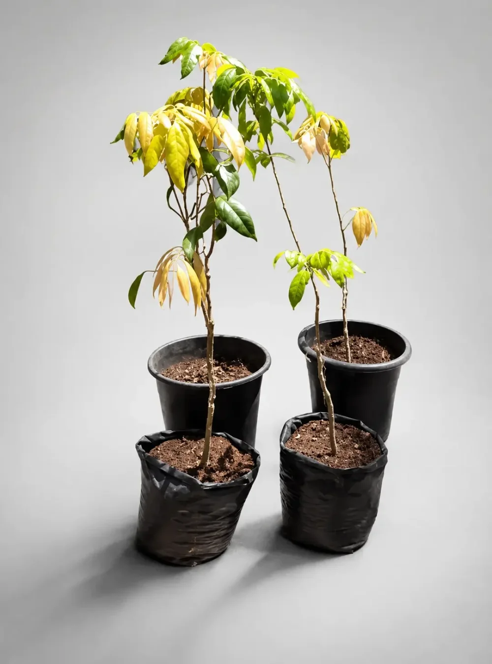 grafted lichies trees