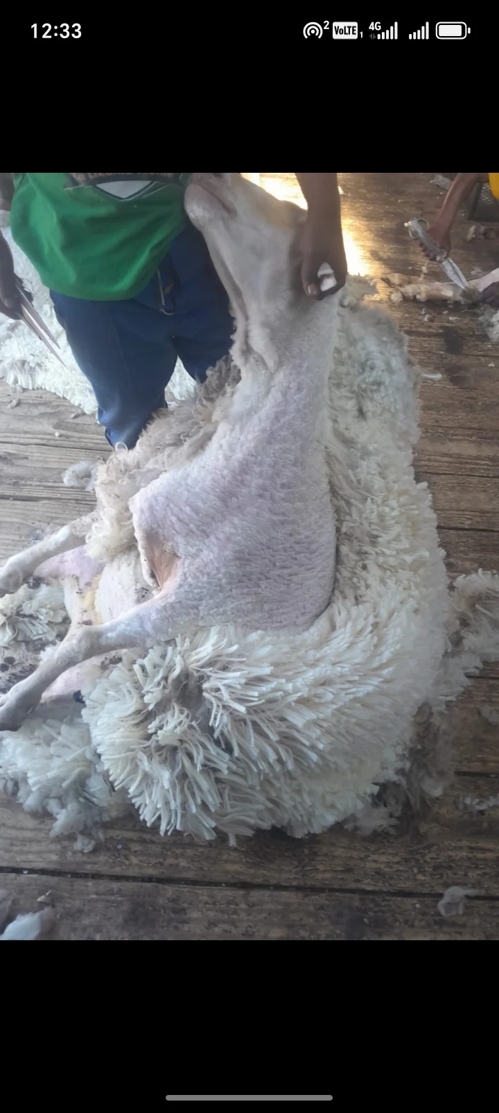 Wool and meat
