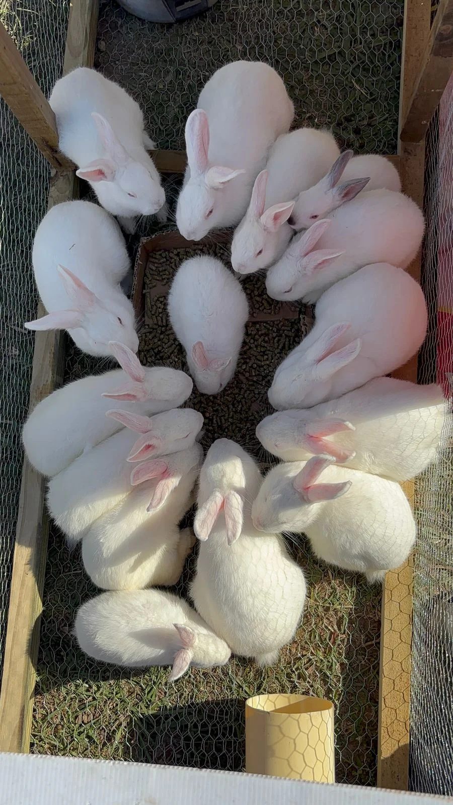 Pure New Zealand white rabbits